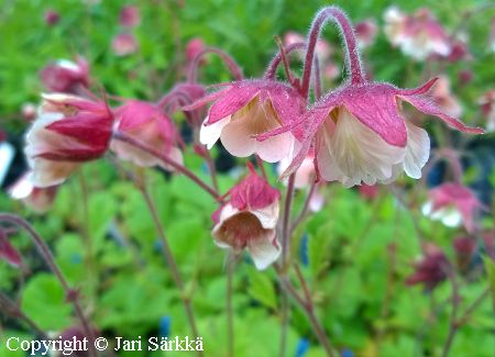 Geum rivale 'Pink Frills', ojakellukka